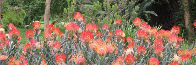 Kirstenbosch National Botanical Garden