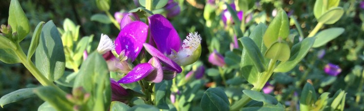 The Upper Liesbeek River Garden